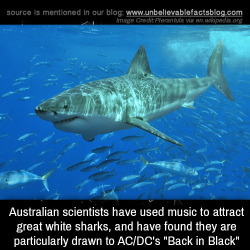 conniejay:  kitty-sex-life-chronicles:  unbelievable-facts: Australian scientists have used music to attract great white sharks, and have found they are particularly drawn to AC/DC’s “Back in Black”  🤟🏻  🇦🇺  Haha that’s badass