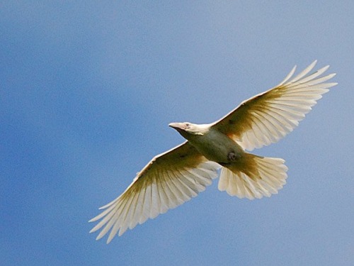 paganalia: The white ravens of Qualicum Beach, Vancouver Island in British Columbia, Canada. Photogr