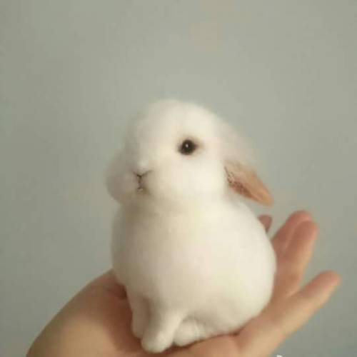 sterrenzee: aedictive: @sterrenzee dit ben jij in konijnvorm OMG AWW ❤✨ was ik maar zo cute aha