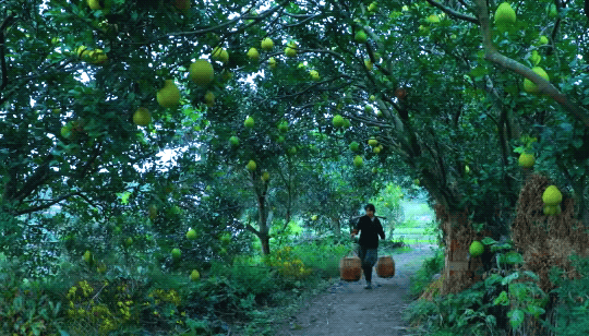 eggpuffs: 烤红薯的香甜和酸辣粉的鲜辣，暖冬好滋味 Chinese vlogger Li ZIqi’s idyllic life in the Chinese countrysid