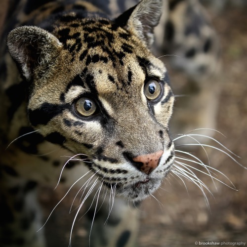 brookshawphotography:A close-up of Clouded Leopard Ben at WHF Big Cat Sanctuary.