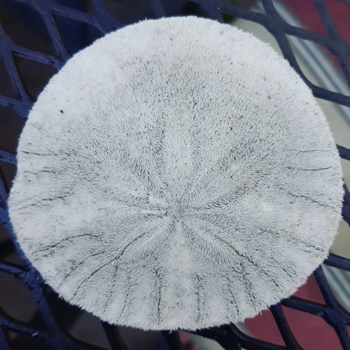 Sand Dollar before the sand was able to scrub off all the little bristles. #sanddollar #underthesea 