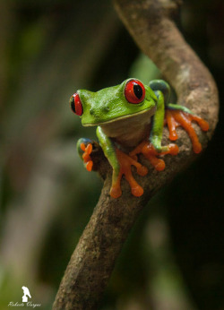 creatures-alive:  Agalychnis callidryas / Rana de ojos rojos / Red-eyed Leaf frog by Roberto José Vargas Masís 