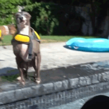 tomhollandsmemequeen:I made a gif of Jenna Marbles’s eldest Cermet almost slipping into the pool dur