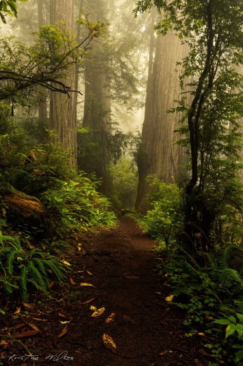 isawatree:  Million Years by  Kristina Wilson  