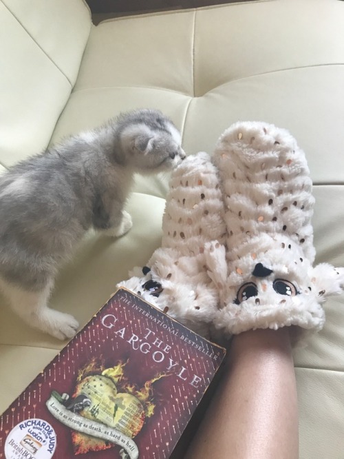 booksturnmugglesintowizards: Happy Sock Sunday! Kirill is very interested in my owl socks