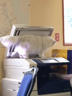 myrinthinks:  jadeichor:  periegesisvoid:  very valuable document  Cat scan   #copycat (via @spurisani) 