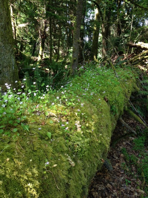 floweringplants: the cutest log in all the world