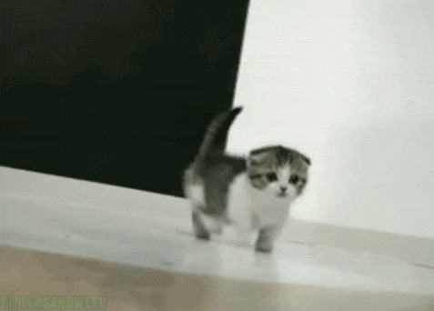 Baby Animal Posts