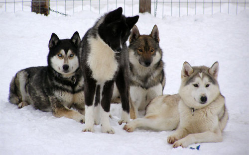 finahundar: Vox Celesta’s Siberian husky kennel