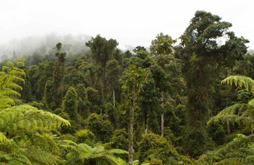 oceaniatropics:   Cascade National Park, NSW, Australia, by Rob Cleary