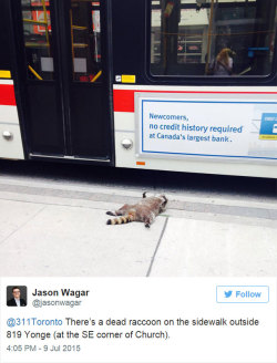 yodiscrepo:  Esto es lo que pasó en Toronto con un mapache muerto en la calle, al no haber nadie del ayuntamiento que lo pasase a recoger.Visto en Bored Panda.