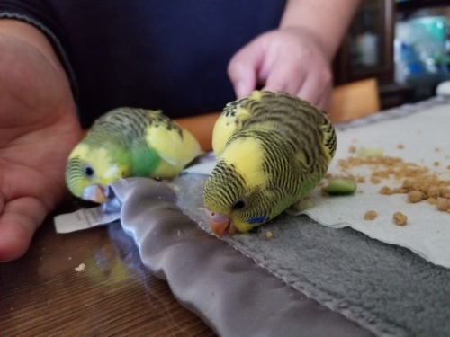 Kappa loves to eat. Oni loves to chew on things.Also pictured: Oni’s first attempt at climbing! (I h