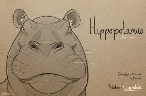 Inktober day 24 : The Hippopotamus&ldquo;Why they matter : The hippopotamus, also known as the &