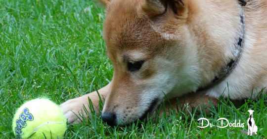 Dr. Jean Dodds' Pet Health Resource Blog — Common ...