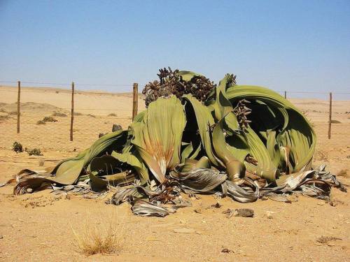 Only Takes Two To Tango with the Welwitschia Plant The Welwitschia (Welwitschia mirabilis) is a gymn