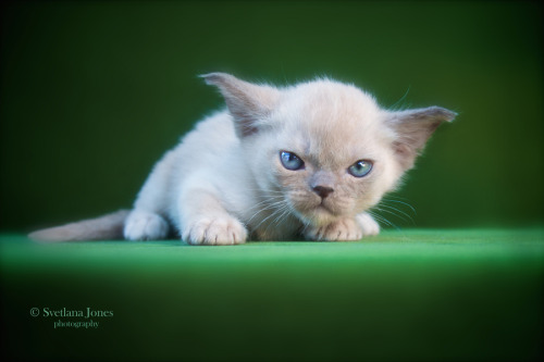 likegram:Burmese look by @SvetlanaJones [500px | facebook]