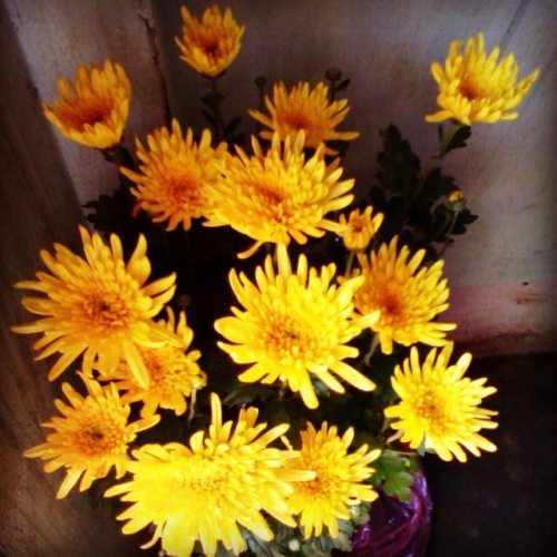 <p>#capture #ciaoumah #flowers #http #google #wideflowers #lovely #shots #seemee #sweet #Boi #beautiful</p>
