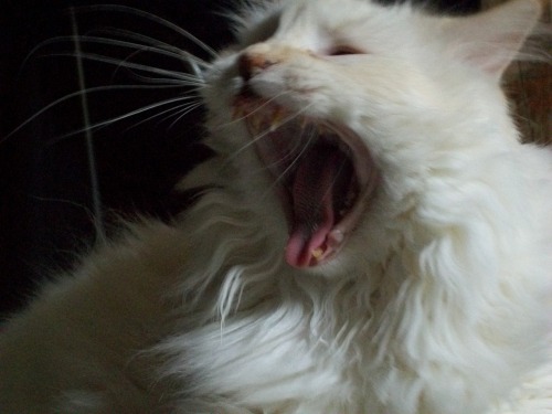 simulatedemotions: Basically my cat, Missy, is a cute.