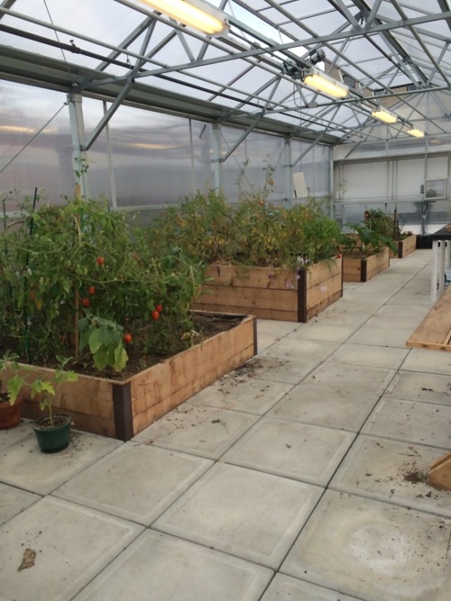 maevowavo:The garden and greenhouse on top of 409 Cumberland, an affordable housing development in d