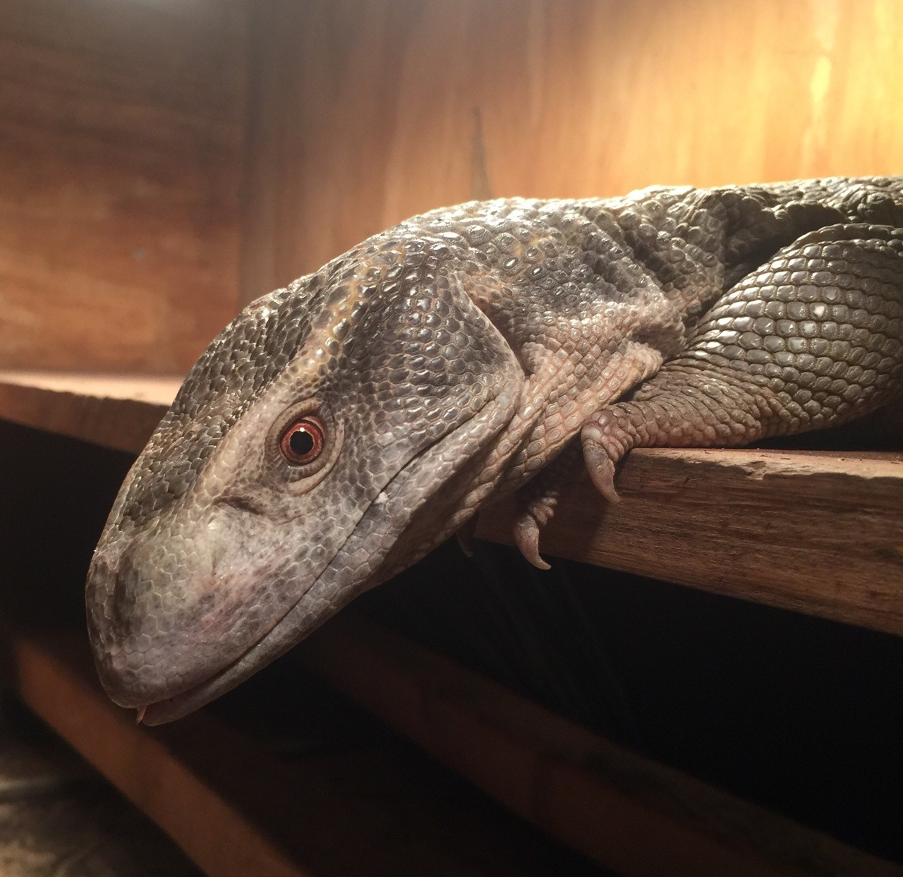 The Blog Of Odin The Savannah Monitor