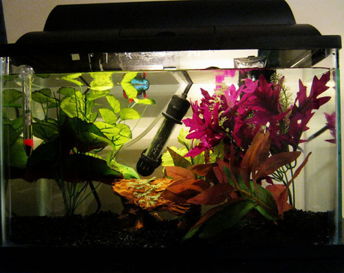 Hello, there! Welcome to the World of Bettas! — 7 Tips for