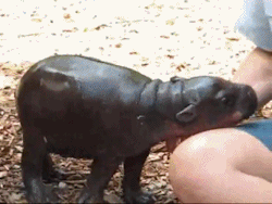 chipsdontlie:  baby hippo   OMG!  No, stop!  Too much cuteness!