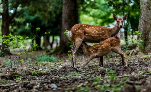 megarah-moon: “Fawn and Doe in Nara Park” by Andrea Deotto