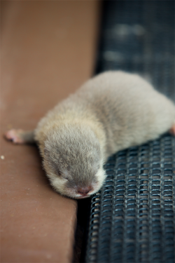 maggielovesotters:  Crazy cute baby otters!!