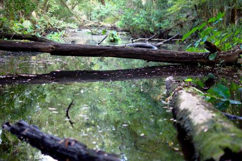 Taylor Creek Reflections II