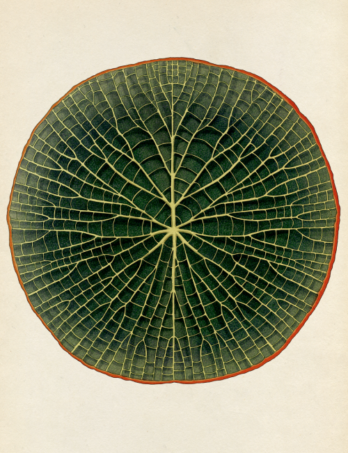 katie-scott:Giant Waterlily, from Botanicum. Publishing Sept 16 with Big Picture Press. In associati