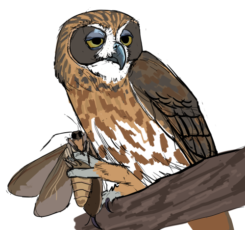 avesdraws:  i love how birds of prey hold their food with their little hands so i drew a quick sketc