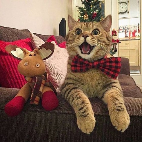 Tomorrow is Christmas Eve, so here are more good pictures of cats enjoying the holidays!!!