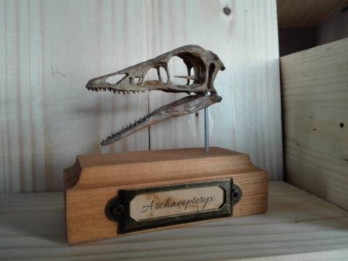 Archaeopteryx skull replica. Soon available in my eshop.www.etsy.com/fr/shop/InhumanSpecies