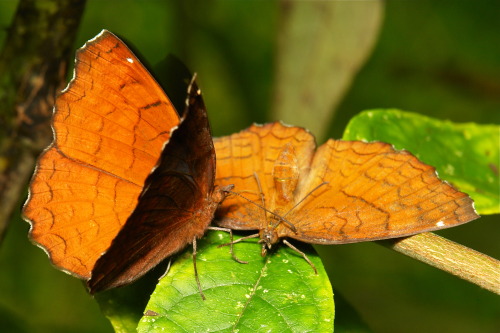 sinobug:  Elaborate Courtship Ritual of the Angled Castor (Ariadne ariadne, Nymphalidae)  A male Angled Castor (Ariadne ariadne, Nymphalidae) woos his potential mate with a display of pomposity, vanity and intimate contact. I have not been able to find