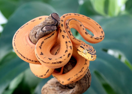 Amazon Tree Boa - Rory