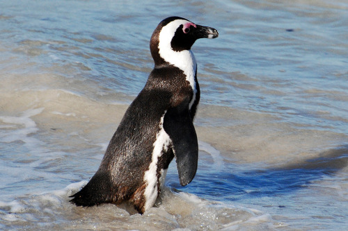 African Penguin Awareness DayThe African penguin is the only penguin breed to be known in Africa. Th