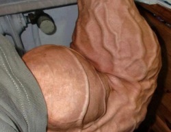 Muscle-bound babes, dudes, and hot female