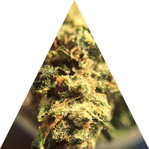 Into A Stoner's Mind!