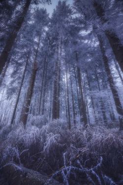 magic-spelldust:  Black Forest Frost by Carl