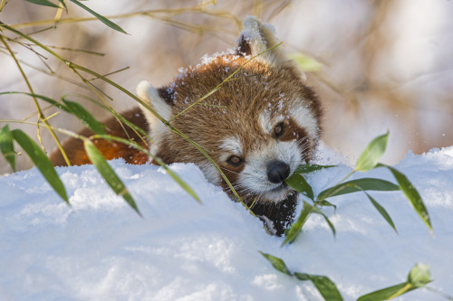 magicalnaturetour:  Small panda eating in the snow (by Tambako the Jaguar) 