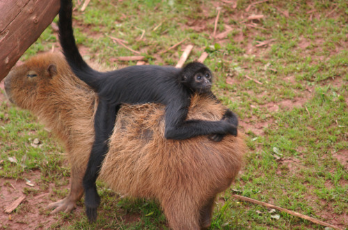 animalssittingoncapybaras:Spider Monkey sitting on a Capybara.