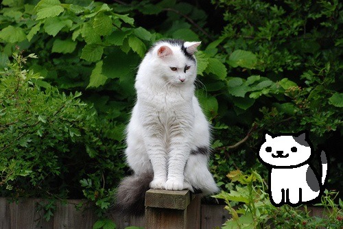 coffeeofthelord:slytherinlynx:Real Neko Atsume Cats I know there’s already a similar post floating a