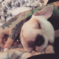 vanyvicious:  I was going to get some work done …. Then this happened . Looks like nap time instead . 🐶