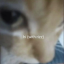 lalt1