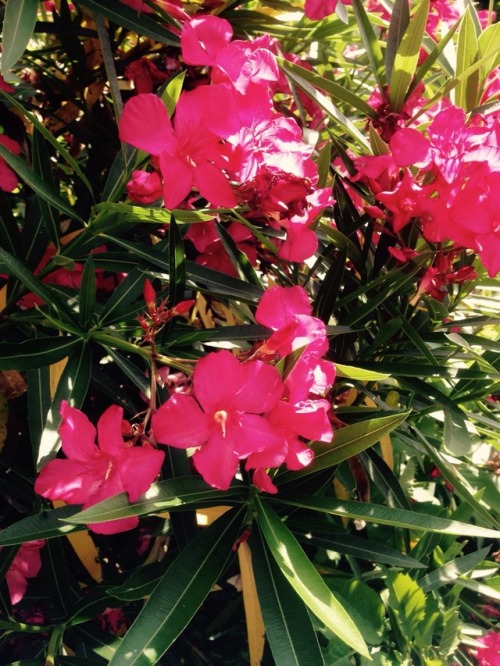 oleander