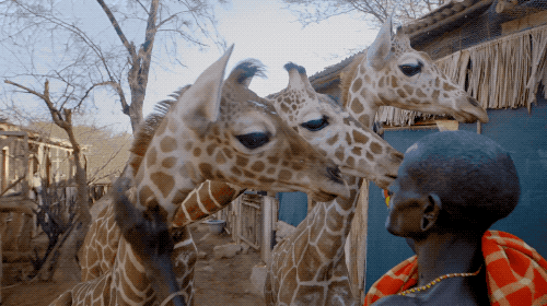 sdzoo:The world’s population of giraffes continues to decline at an alarming  rate, with just under 100,000 individuals left in their native habitats.  That is a decrease of nearly 40% over the last 20 years. These  findings led the International Union