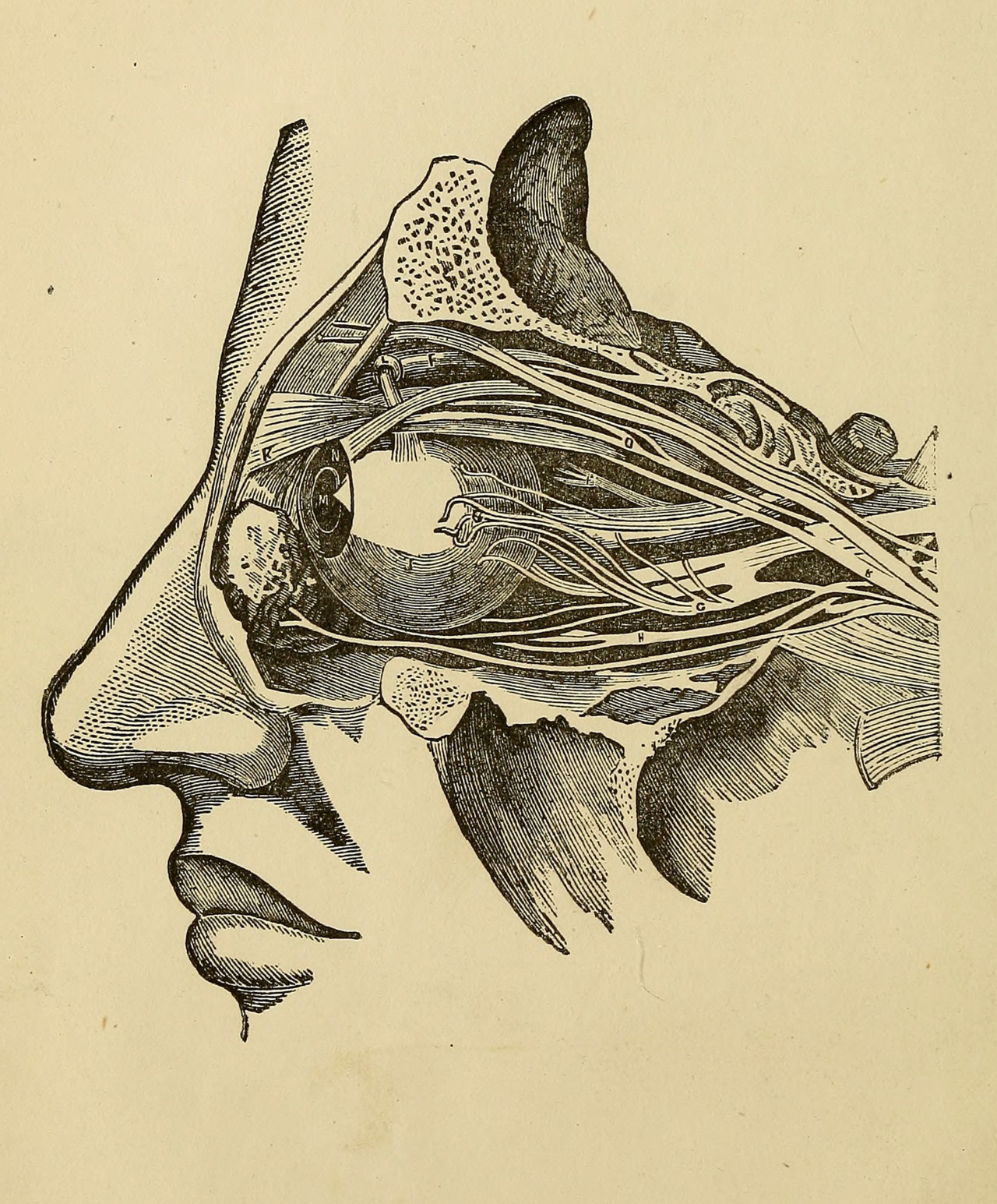 nemfrog: Eyeball. Ophthalmic surgery and treatment. 1869. Frontispiece. Internet