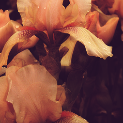 calanthesfeuillemort:  Flowers I Love: the Bearded Iris 