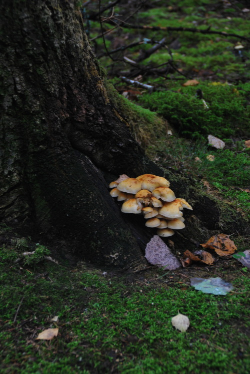 nil-a-lin: mushrooms at the feet of a tree - own